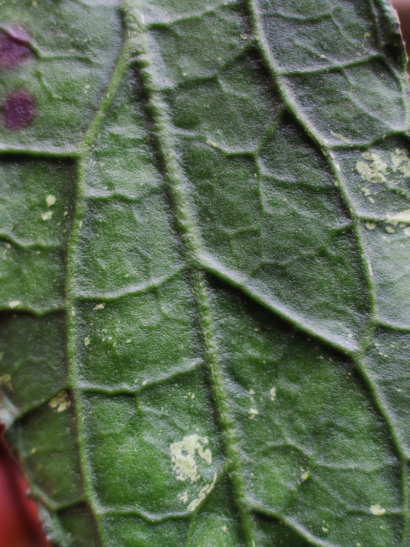 d0350219_09544952.jpg