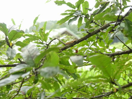 a0123836_17284058.jpg