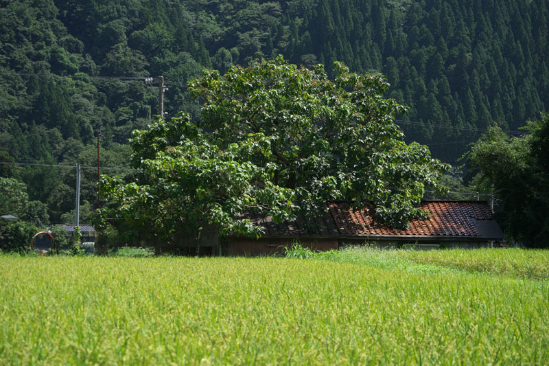 d0342652_16123780.jpg