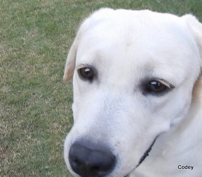 にほんブログ村 犬ブログ ラブラドールへ