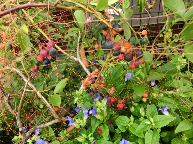 c0328559_15113378.jpg