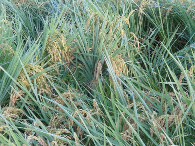e0126861_06543935.jpg