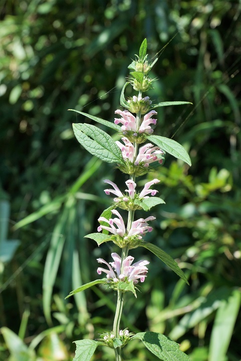 c0248473_18594065.jpg