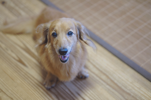 b0290297_15070056.gif