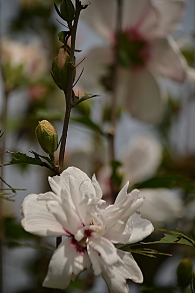 a0240403_16175430.jpg