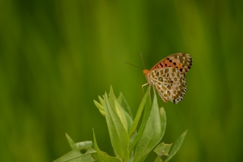 a0240403_16202771.jpg