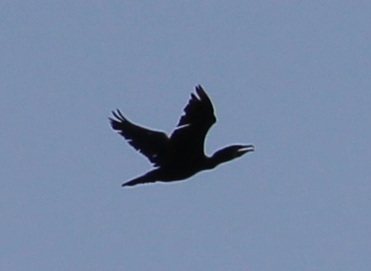 c0280322_16550889.jpg