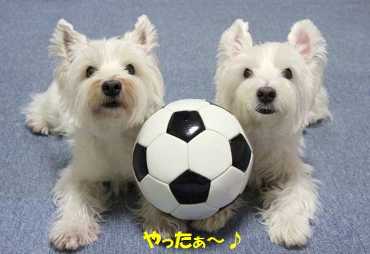 f0084422_12633.jpg