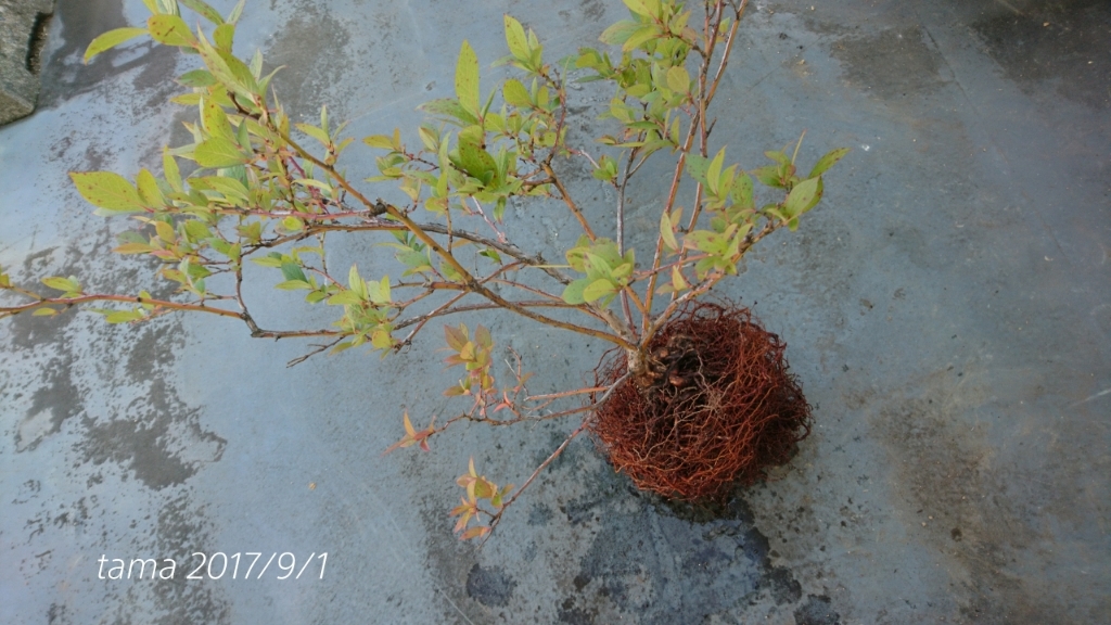 f0339422_15000219.jpg
