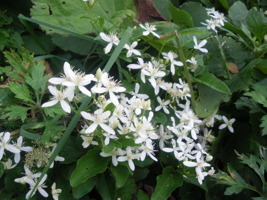 c0069380_12244930.jpg