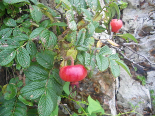 c0069380_12252508.jpg