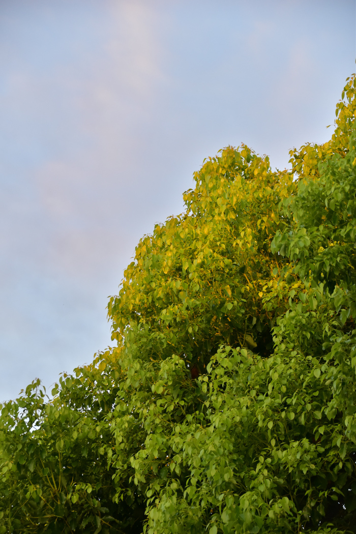 c0049299_22393754.jpg