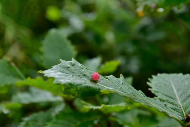 d0363399_06352228.jpg