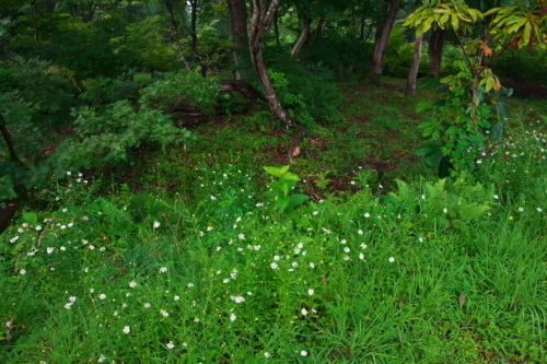 a0263109_09195483.jpg
