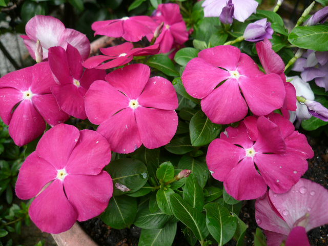 c0043055_14452299.jpg