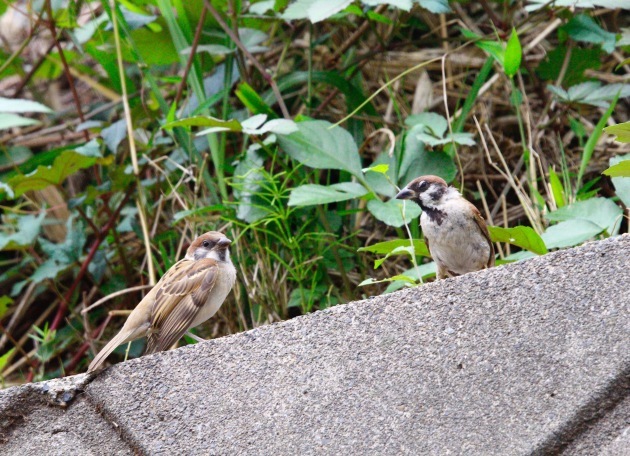 a0248459_15052629.jpg