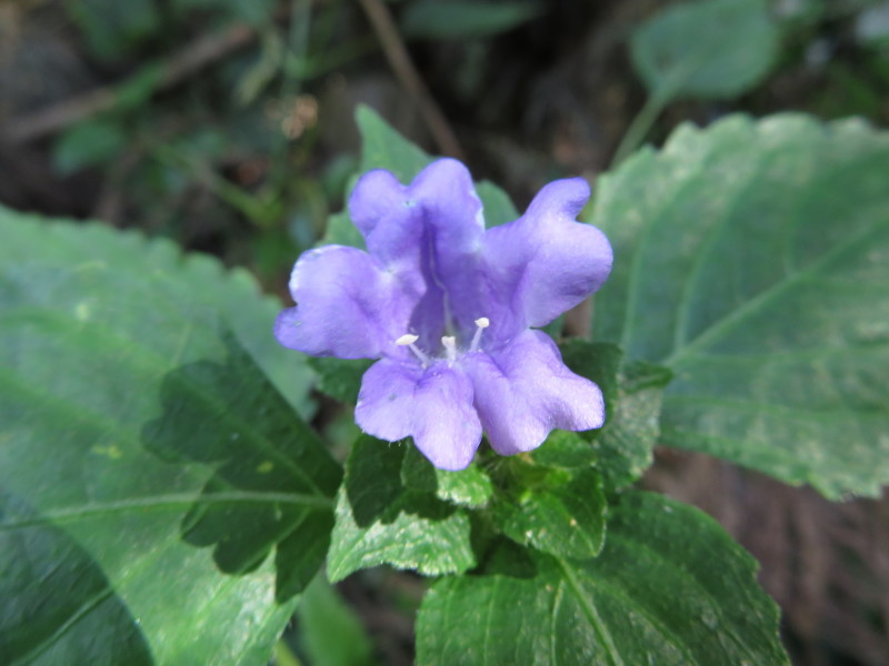 c0042869_20391941.jpg