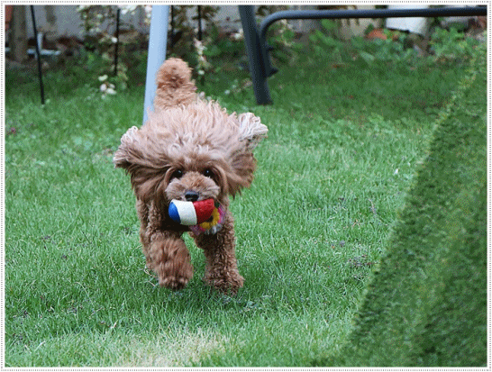 b0175688_23503053.gif