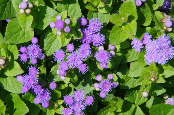b0356401_20501065.jpg