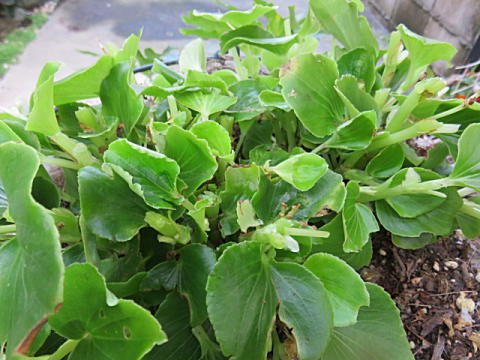 d0046702_05273329.jpg
