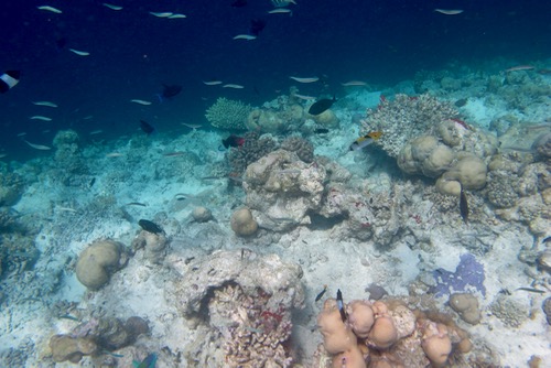 e0338303_8374114.jpg