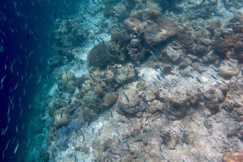 e0338303_8472654.jpg