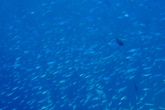 e0338303_8481087.jpg
