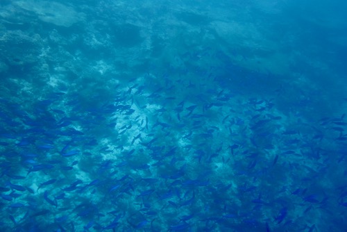 e0338303_8482236.jpg