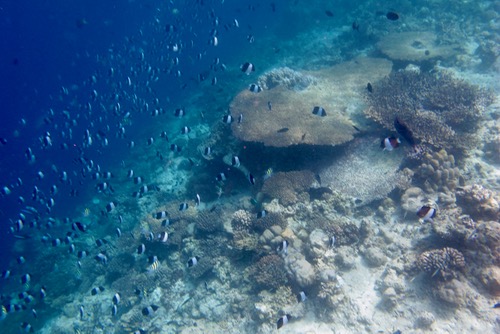 e0338303_8495234.jpg