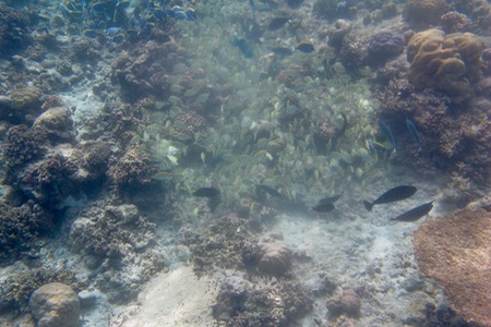 e0338303_850335.jpg