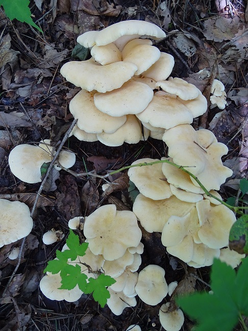 f0360815_14051763.jpg