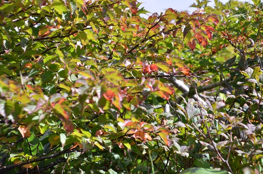 e0349817_21344090.jpg