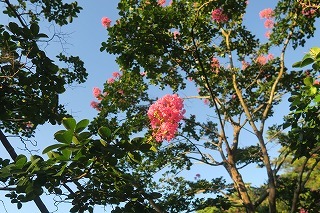 e0081218_22184813.jpg