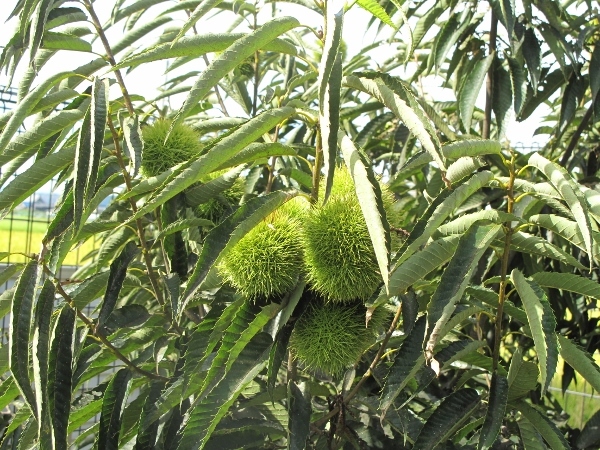 f0143123_10012207.jpg