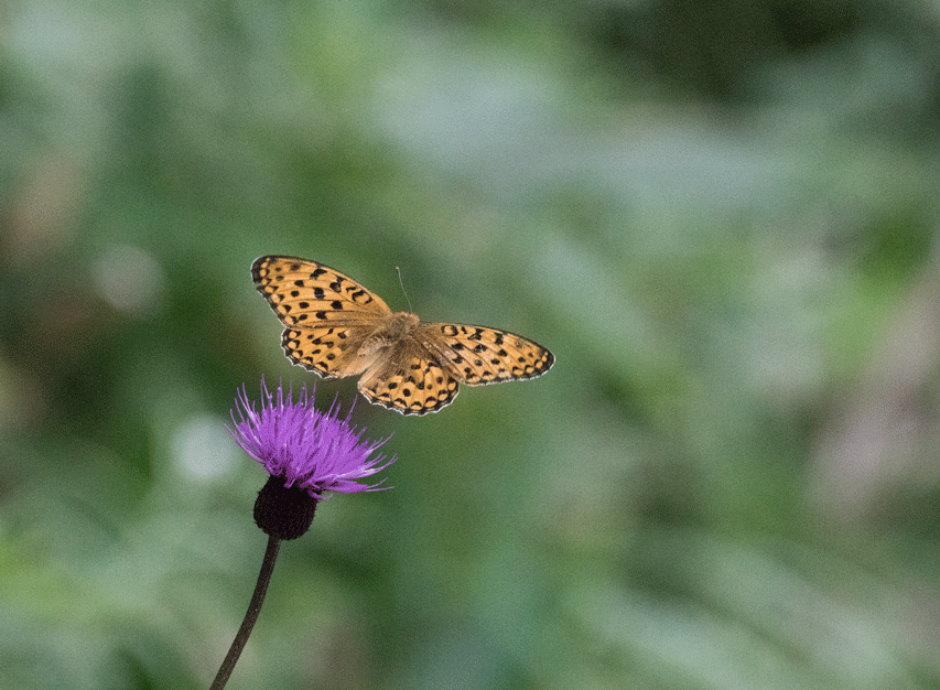 a0126632_16574702.gif