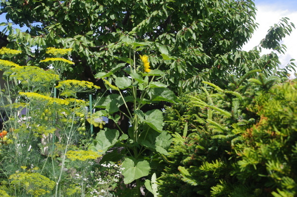 e0004756_20524827.jpg
