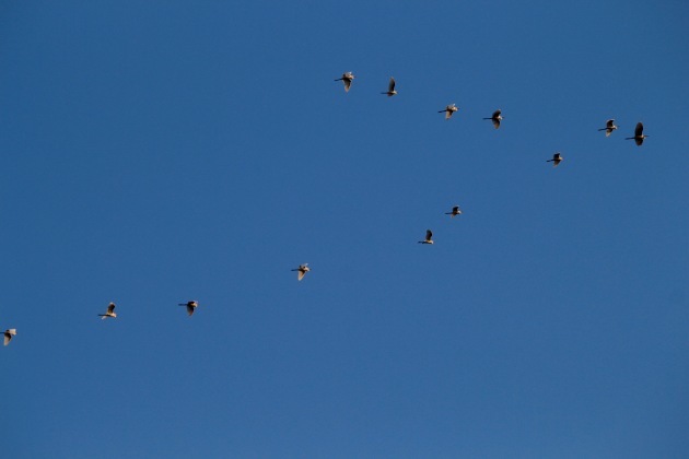 a0248459_15550482.jpg