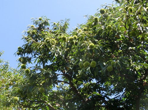 a0331562_7475710.jpg