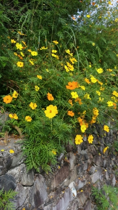 e0151266_09415476.jpg