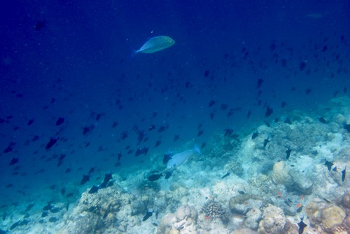 e0338303_1427533.jpg