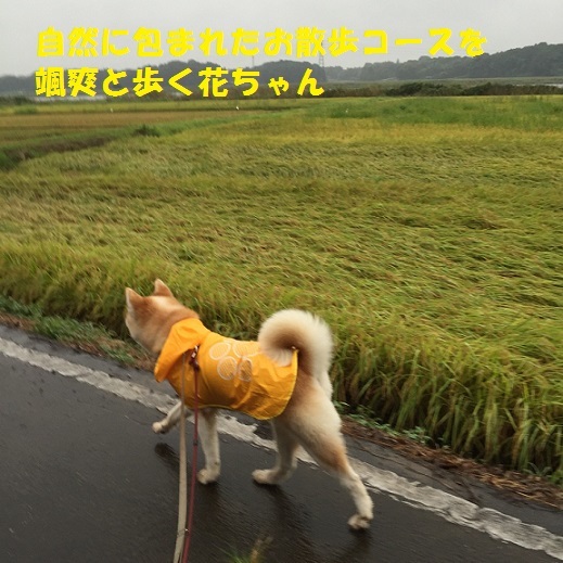 f0121712_16075981.jpeg