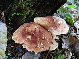 f0360815_16102630.jpg