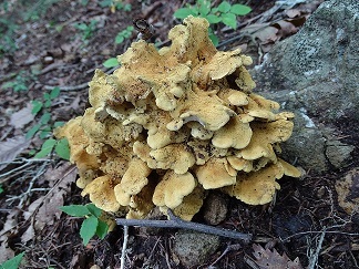 f0360815_16102641.jpg