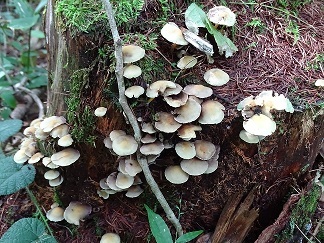 f0360815_16102643.jpg