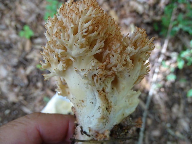 f0360815_16102653.jpg