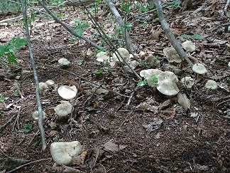 f0360815_16102717.jpg