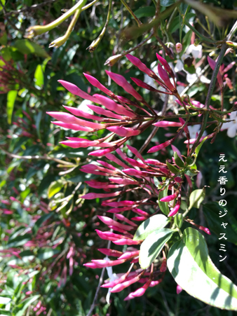 d0042827_17184154.jpg