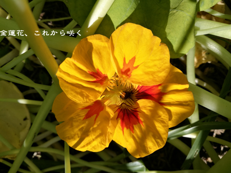 d0042827_17191460.jpg