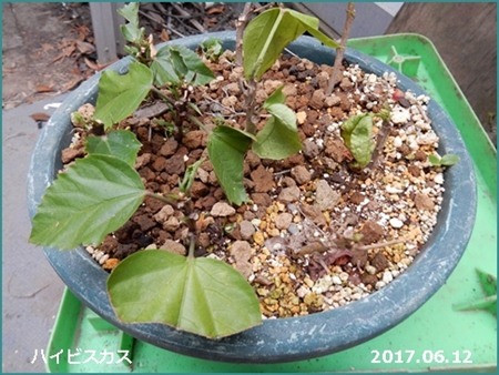 e0033229_18211616.jpg