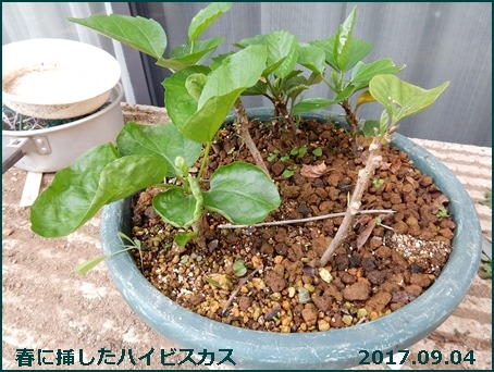 e0033229_18221437.jpg